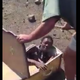 One of Victor Mlotshwa’s attackers can be seen attempting to shove him into a coffin in video footage.
Economic Freedom Fighters via Twitter
